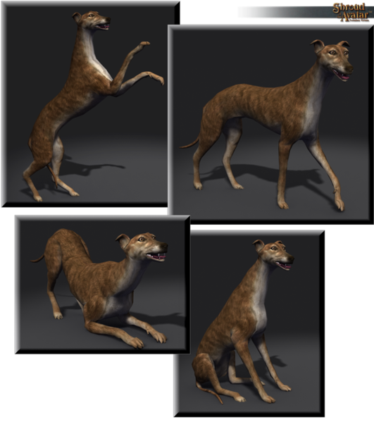 File:SotA Brindle Greyhound.png