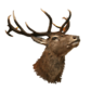 Stag Head