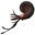 Ammonite