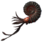Ammonite