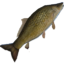 Carp icon.png