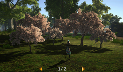 Cherry Tree Blossoms 6-Pack A.png