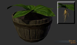 SotA Reagent Mandrake.jpg