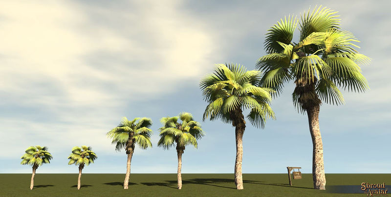 File:SotA Tree FountainPalm 6Pack.jpg