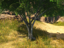 Coconut (Resource Node).png