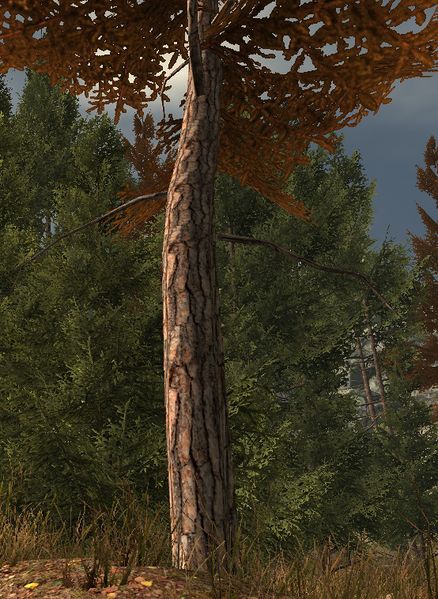 File:Harvestable tree.jpg