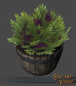 SotA Royal Elderberry Bush.jpg