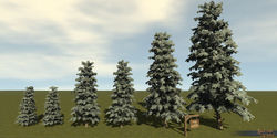 SotA Tree BlueSpruce 6Pack.jpg
