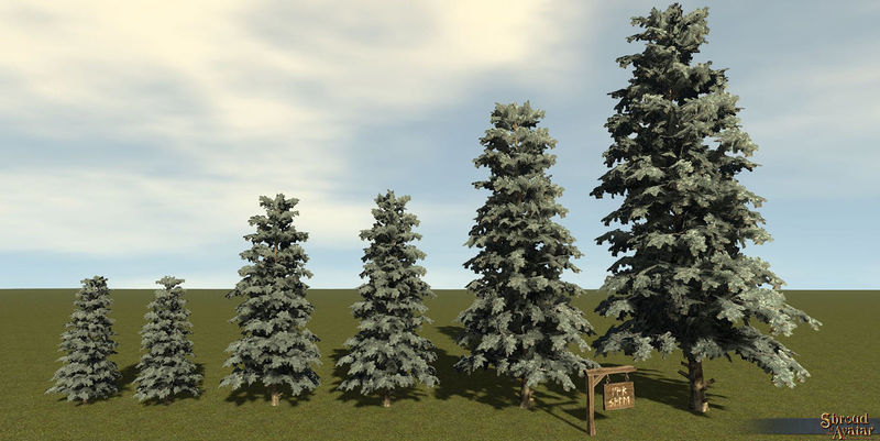 File:SotA Tree BlueSpruce 6Pack.jpg