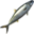 Amberjack Mackerel