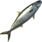 Amberjack Mackerel