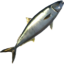 Amberjack Mackerel icon.png