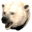 Pristine Polar Bear Head