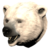 Pristine Polar Bear Head icon.png